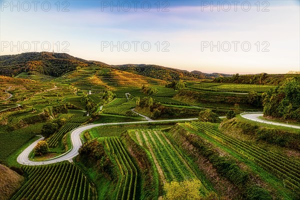 Road in the vineyards