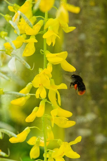 Stone bumblebee next to yellow flower panicle flying left sighted