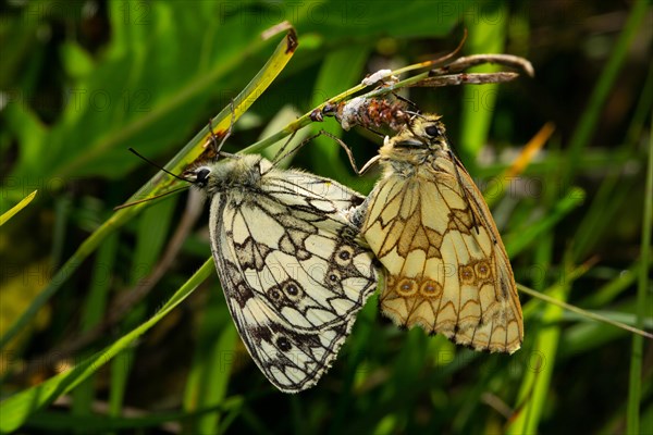 Marbled white two moths mating hanging on a stalk looking different