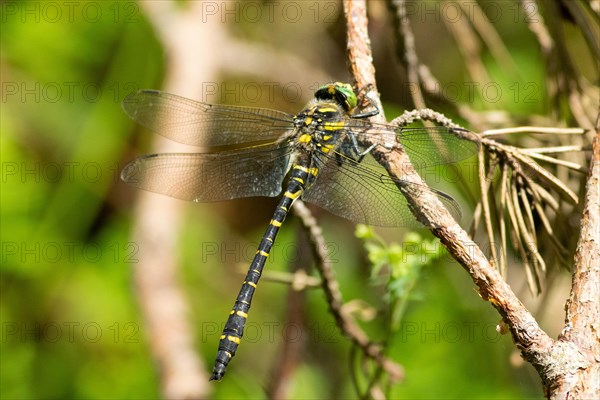 Two-striped damselfly with open wings sitting on branch from behind