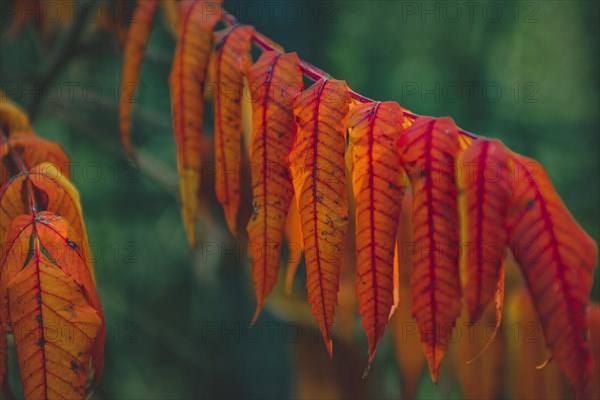 Staghorn sumac