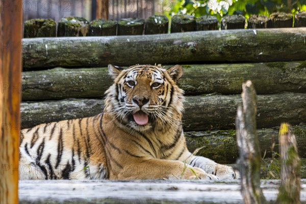 Amur tiger