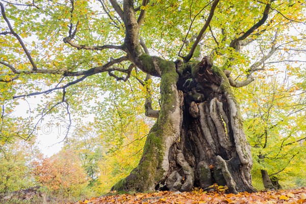 Old hute beech in autumn