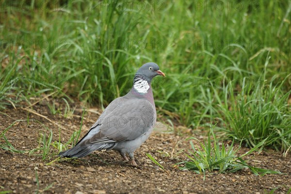 Common wood pigeon