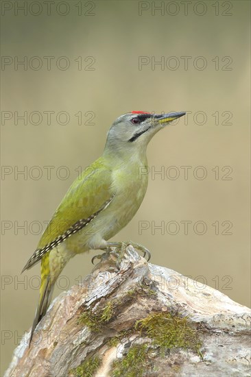 Grey-headed woodpecker