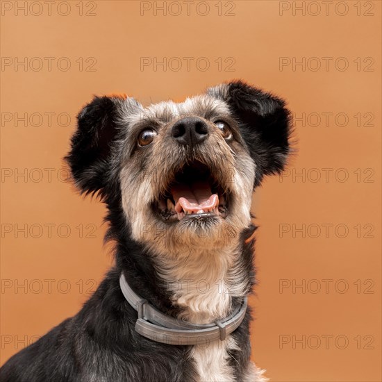 Front view adorable mixed breed puppy with mouth wide open