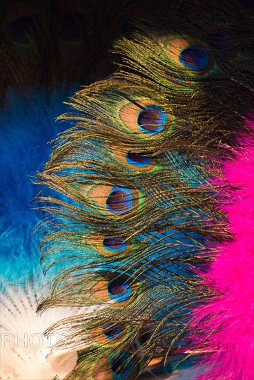 Beautiful bird feathers for decorative purposes