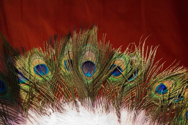 Beautiful bird feathers for decorative purposes