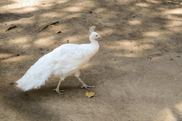 Portrait of a white peacock outdoors on soil background