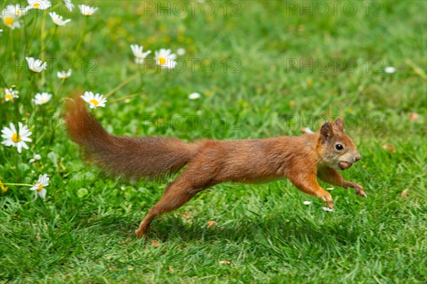 Squirrel with nut in mouth in green grass and white flowers jumping right seeing