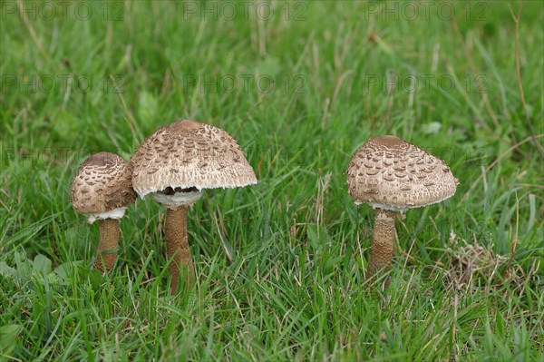 Giant umbrella mushroom or parasol mushroom