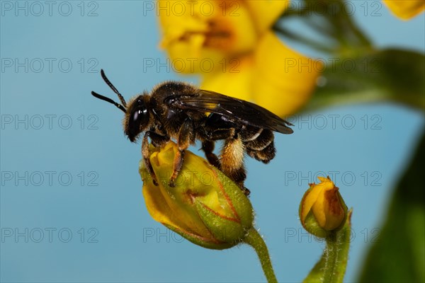 Alluvial Thigh Bee sitting on yellow flower left looking against blue sky