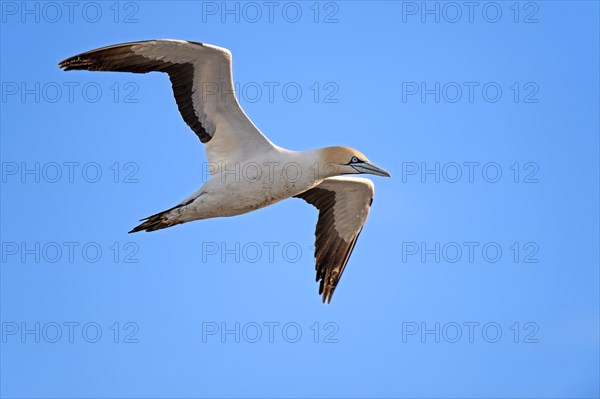 Cape Gannet