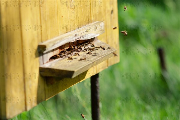 Hive with bees. Domestic bees swarm at beehive