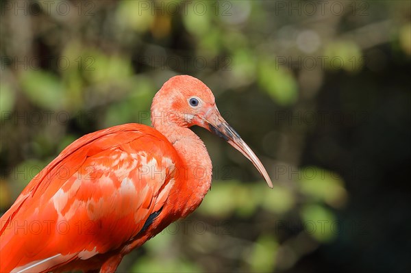 Red Sickler or scarlet ibises