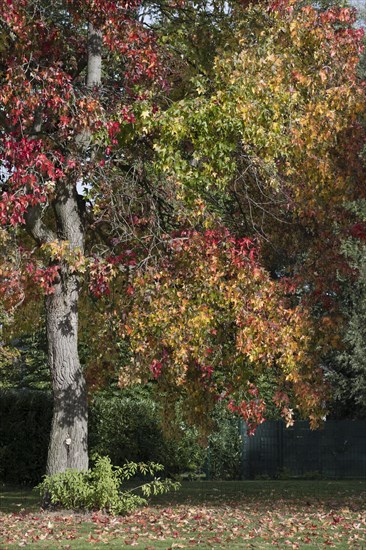 Sweetgum