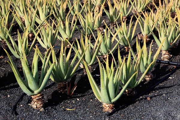 Aloe Vera Plantation at Orzola