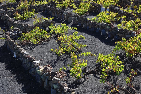 Wine growing near Haria