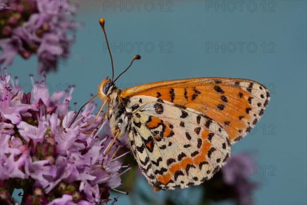 Red Melitaea butterfly with closed wings sitting on pink flower looking left against blue sky