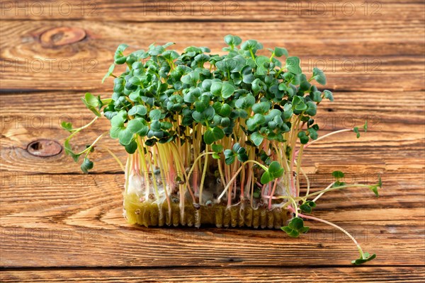 Fresh microgreens. Sprouts of radish daikon on wooden background