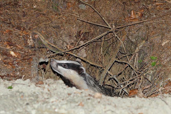 European badger