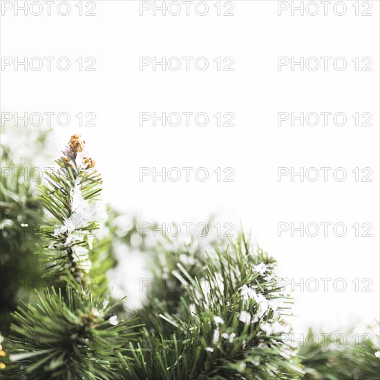 Fir tree with snowflakes branches