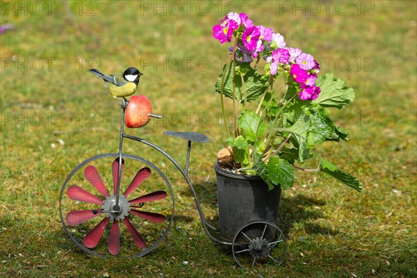 Great Tit on Bicycle with Pot and Flower Stick Sitting in Green Grass Seen at Right
