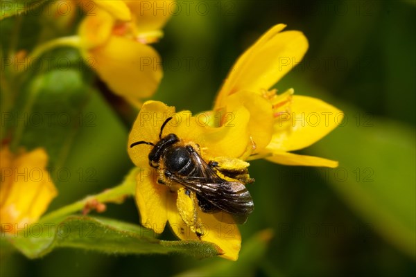 Alluvial Thigh Bee sitting on yellow flower from behind