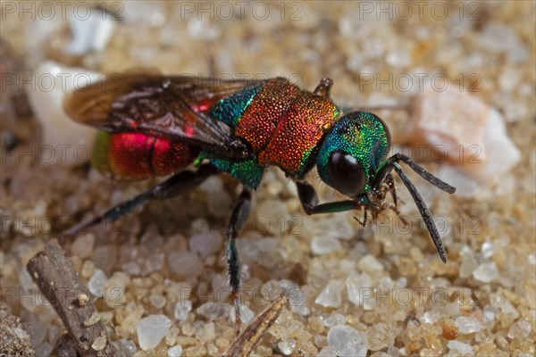 Sand golden wasp sitting on sandy soil looking obliquely right