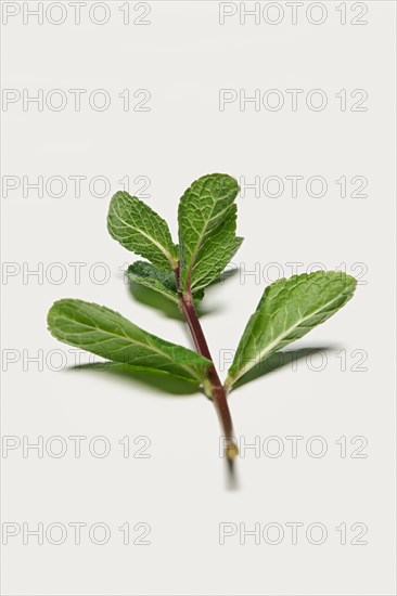 Branch of pepper mint isolated on white background