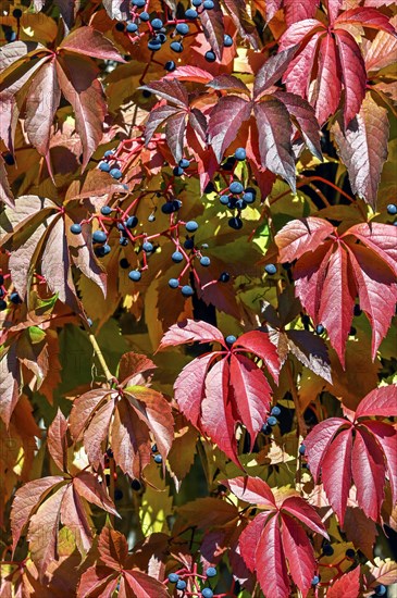 Overgrowth of vines