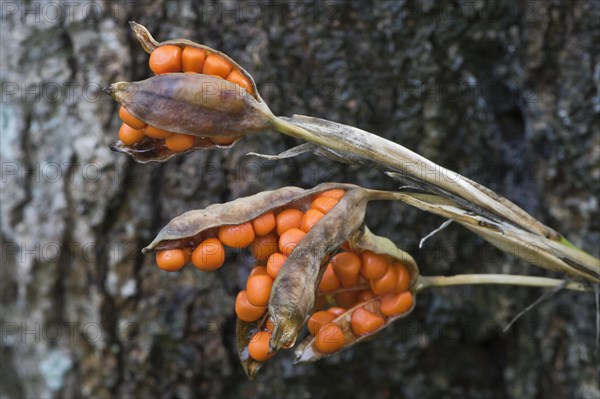 Stinking iris