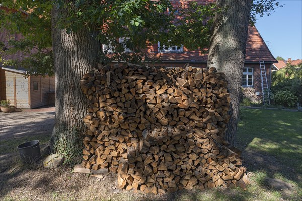 Firewood stacked between two oak trees