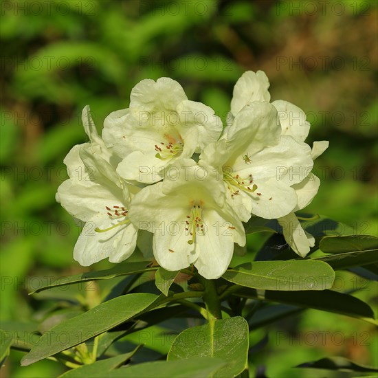 Rhododendron flowers