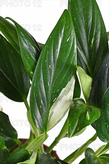 Close up of exotic 'Monstera Standleyana' houseplant leaf with white variagated spots on white background