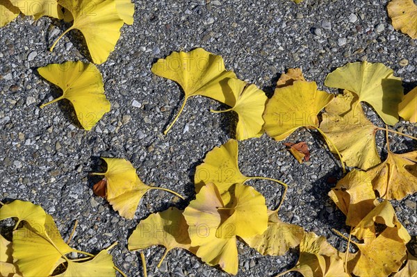 Autumn ginkgo