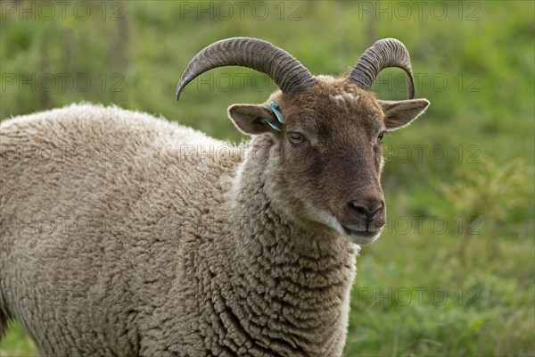 Jacob Sheep