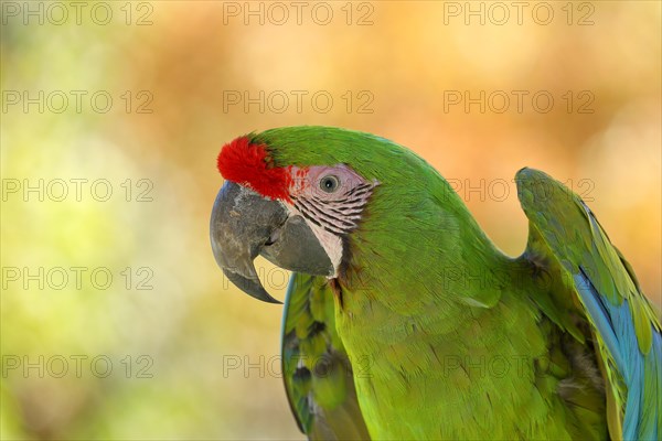 Great green macaw