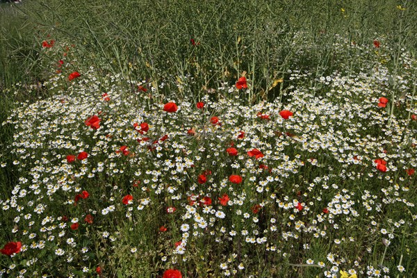 Blue chamomile