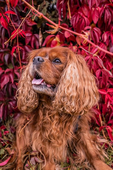 A Cavalier King Charles Spaniel dog with brown fur