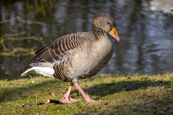 Greylag goose