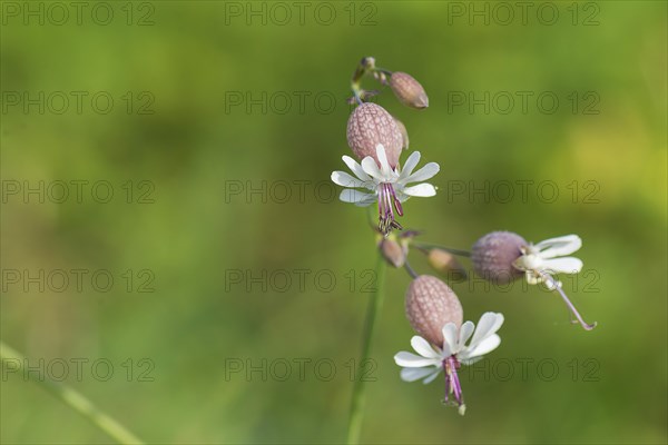 Bladder campion