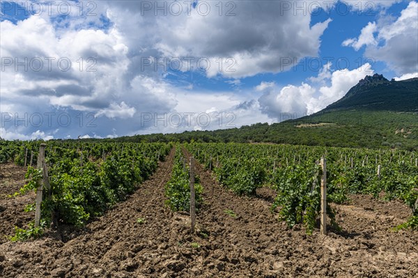 Vineyards near Sudak