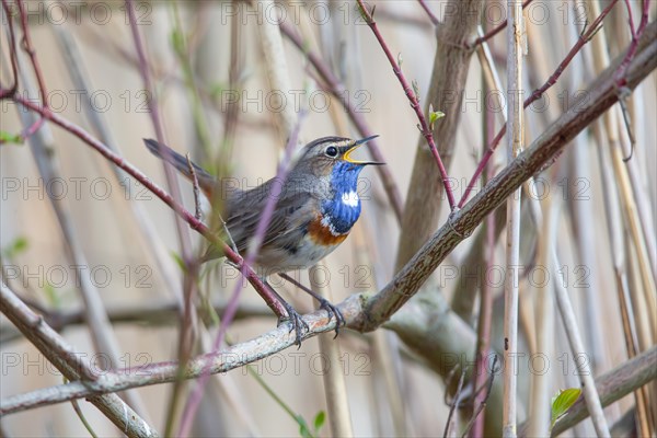 White-spotted bluethroat