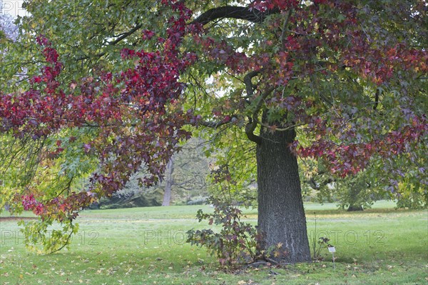 Sweetgum