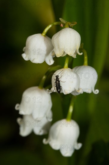 Lily of the valley flower panicle with some opened white flowers and black beetles