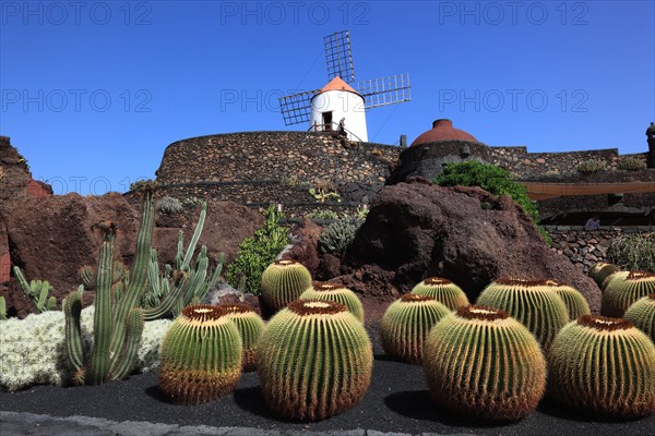 Golden barrel cactus