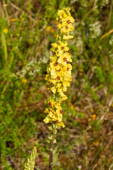 Black mullein Inflorescence with several open yellow flowers