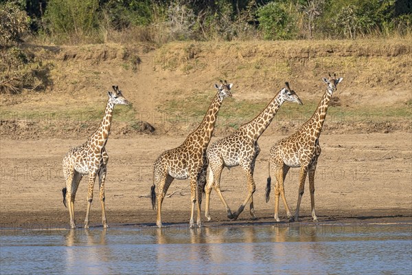 Rhodesian giraffe