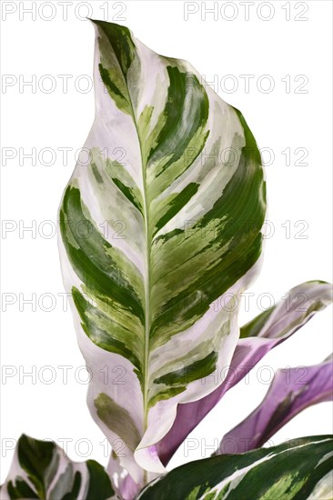 Leaf of exotic 'Calathea White Fusion' Prayer Plant houseplant on white background